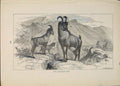 Original Old Antique Print Neilgherry Ibex Buck Bucks Animal Animals