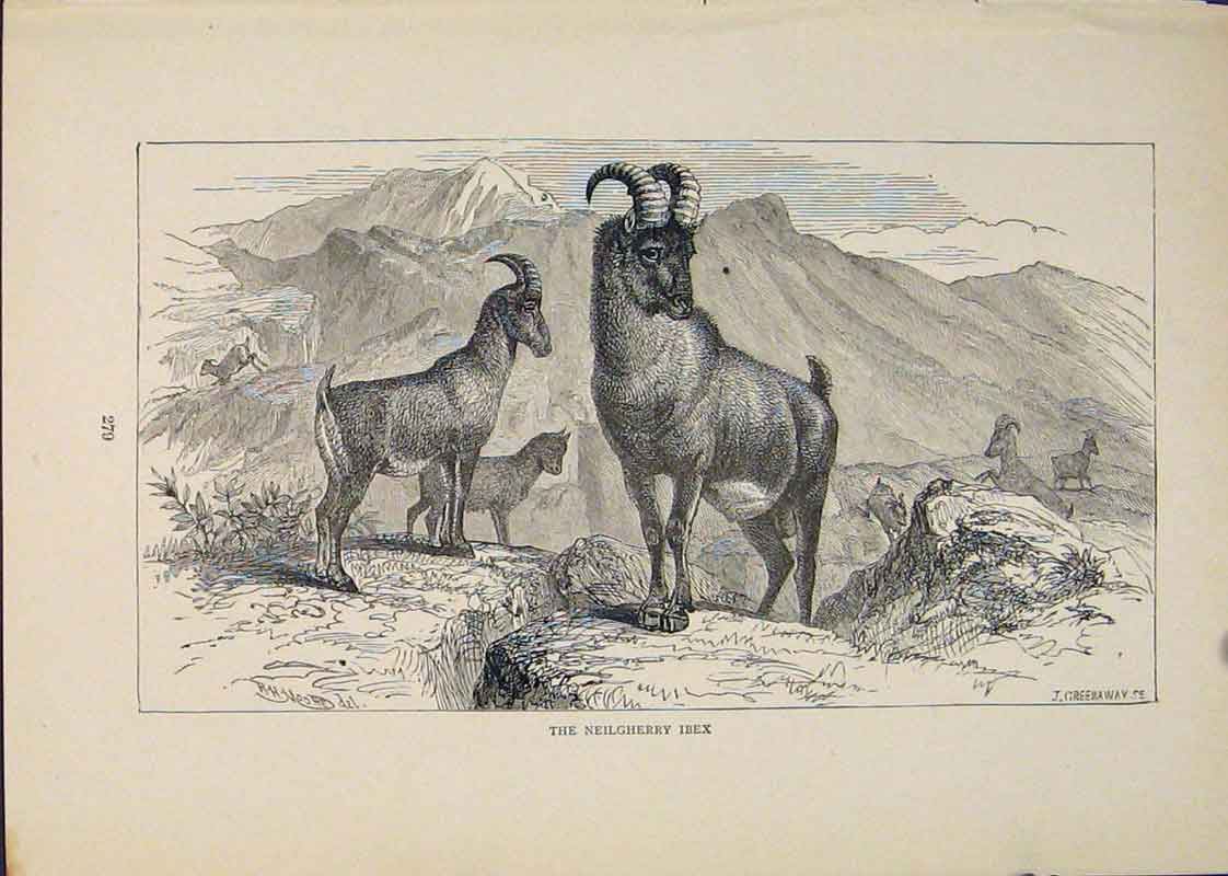 Original Old Antique Print Neilgherry Ibex Buck Bucks Animal Animals