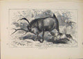 Original Old Antique Print Sambur Buck Bucks Dog Dogs Animal Animals