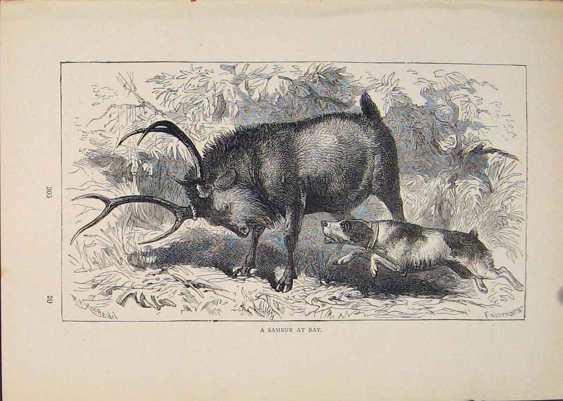 Original Old Antique Print Sambur Buck Bucks Dog Dogs Animal Animals