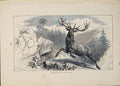 Original Old Antique Print Deer Deers Buck Bucks Asia Animal Animals