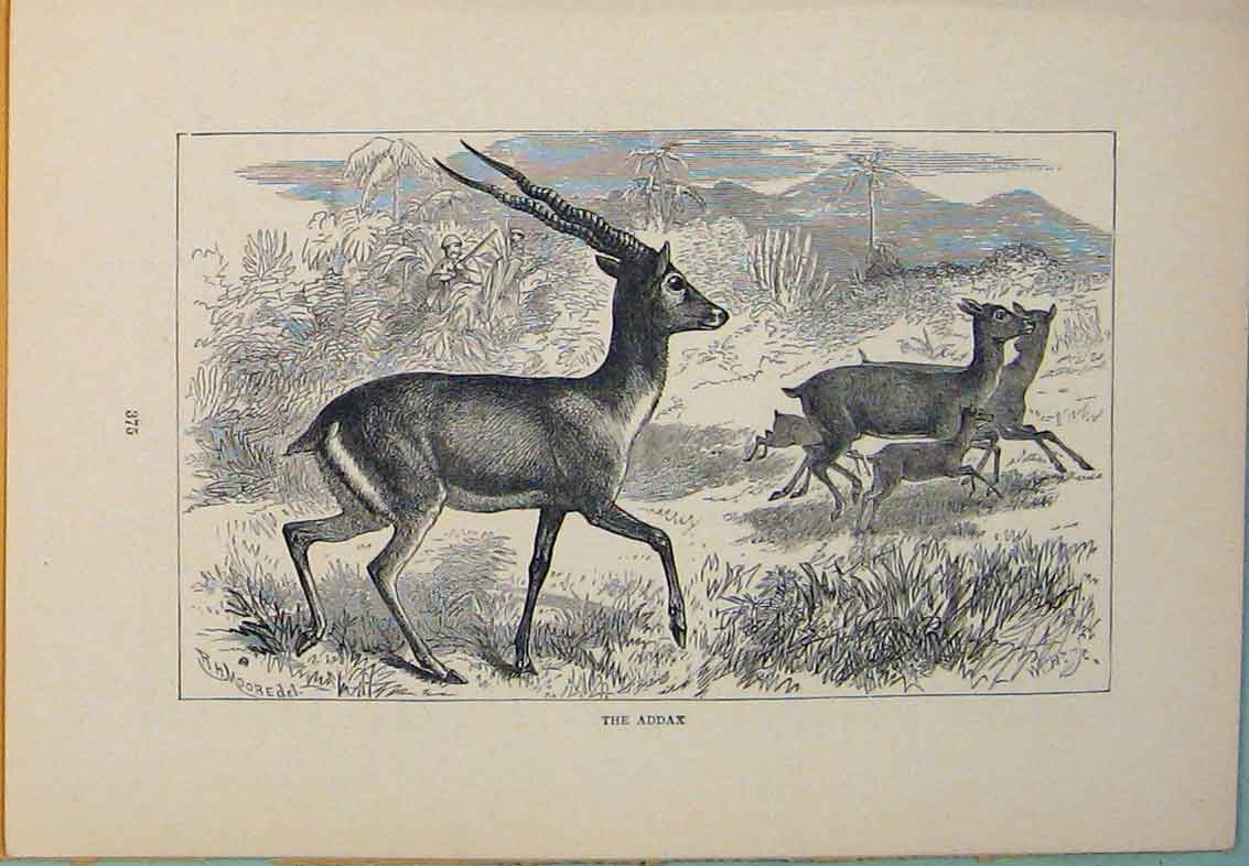 Original Old Antique Print Addax Buck Bucks Animal Animals Art