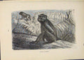 Original Old Antique Print African Monkey Monkies Baboon Ape Gorrilla
