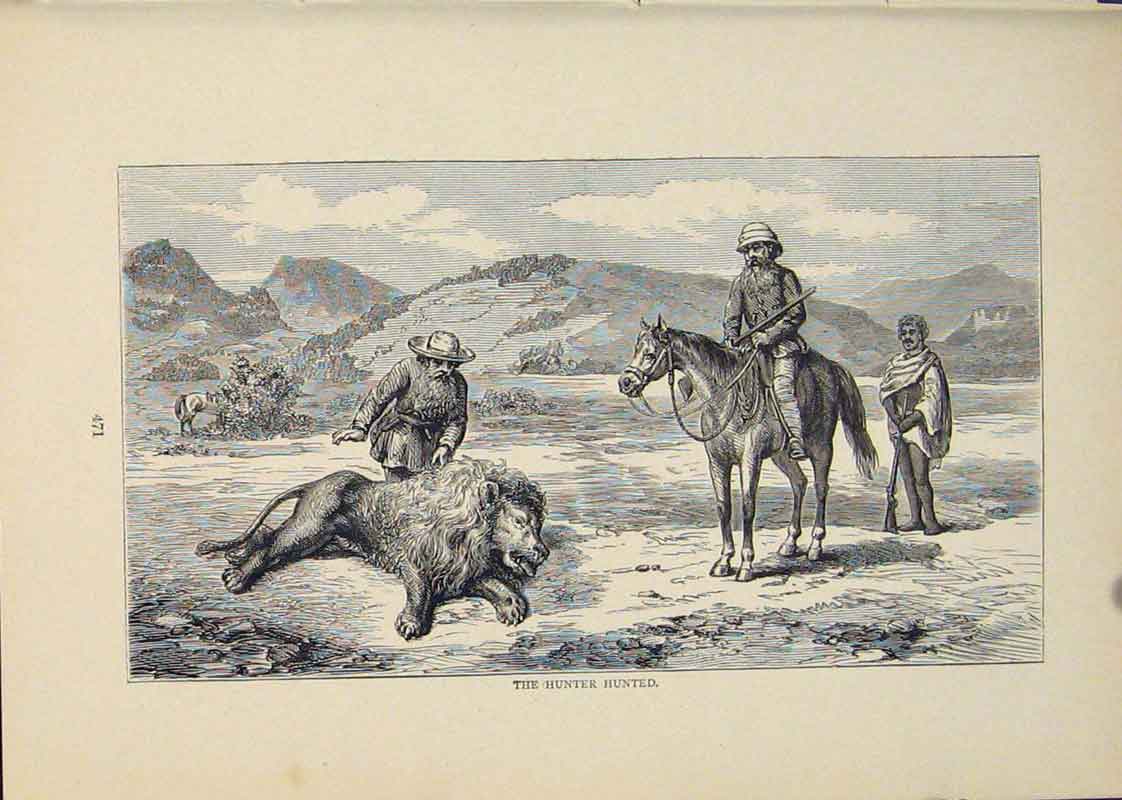 Original Old Antique Print Hunter Hunted Hunting Lion Lions Horse Horses