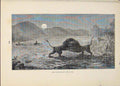 Original Old Antique Print Lion Lions Hunt Hunting Hunter Hunted Cat Cats