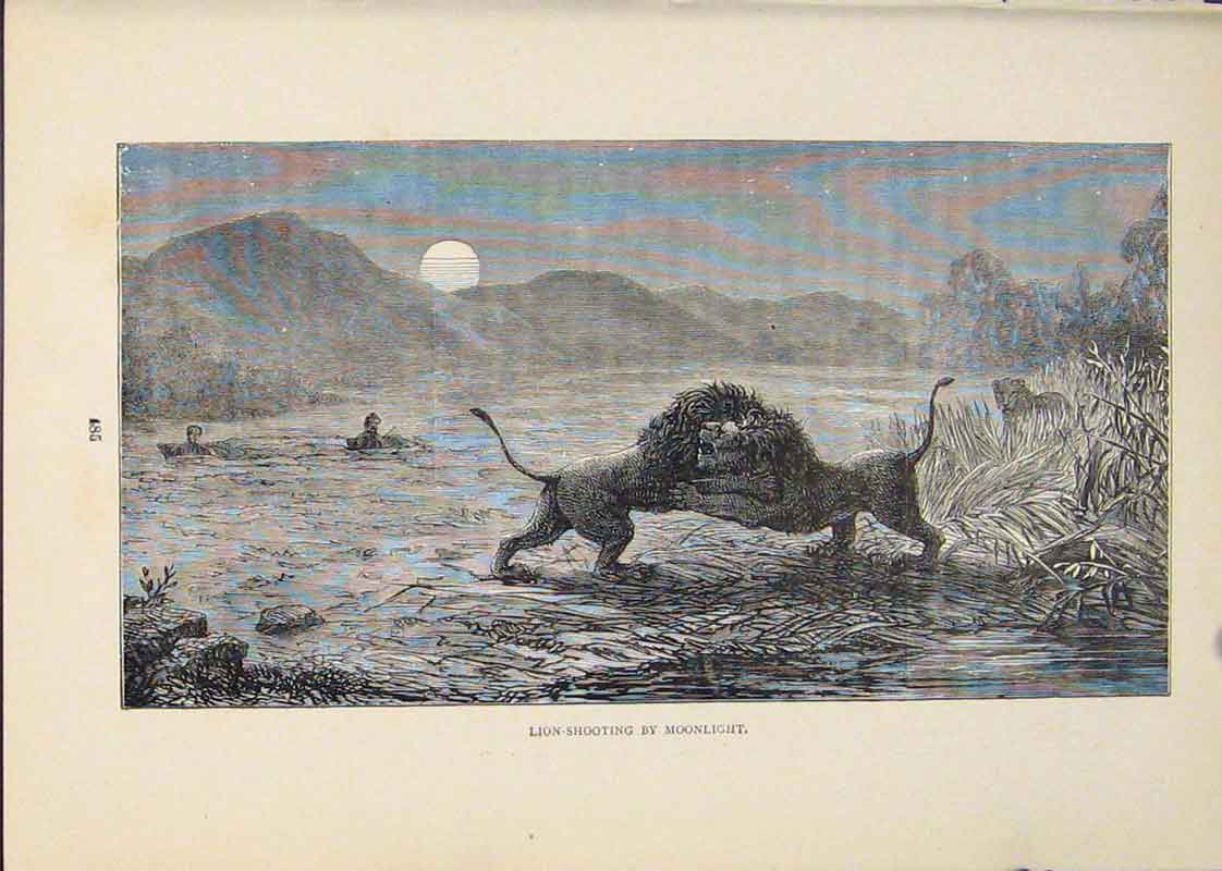 Original Old Antique Print Lion Lions Hunt Hunting Hunter Hunted Cat Cats