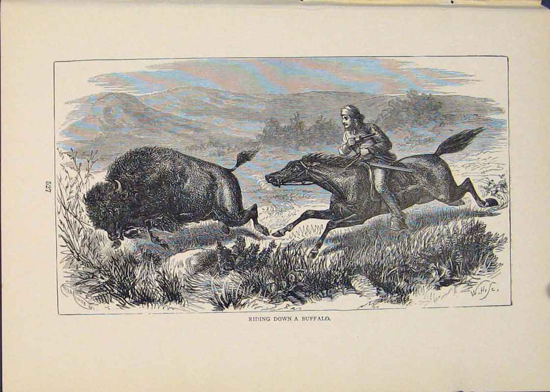 Original Old Antique Print Buffalo Buffalos Bull Hunt Hunting Hunter