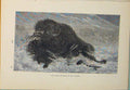 Original Old Antique Print Monarch Paririe Bison Bull Animal Animals