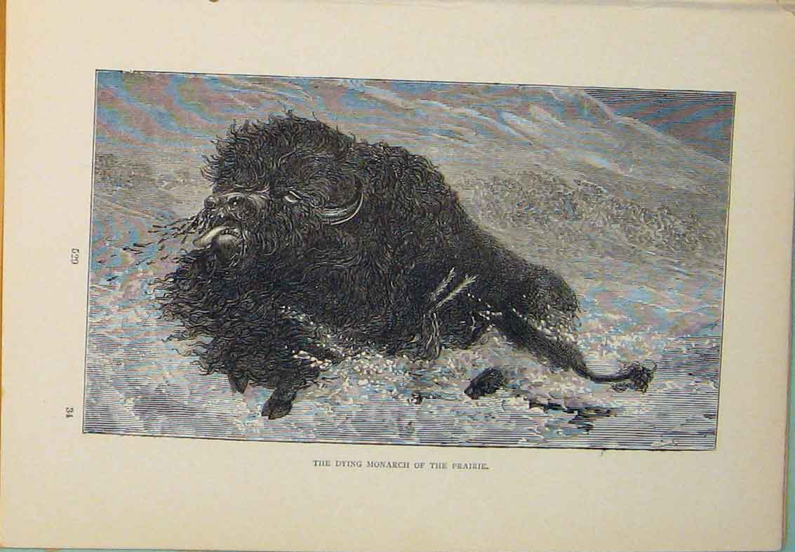Original Old Antique Print Monarch Paririe Bison Bull Animal Animals