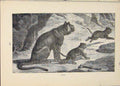 Original Old Antique Print Puma Pumas Cat Cats Animal Animals