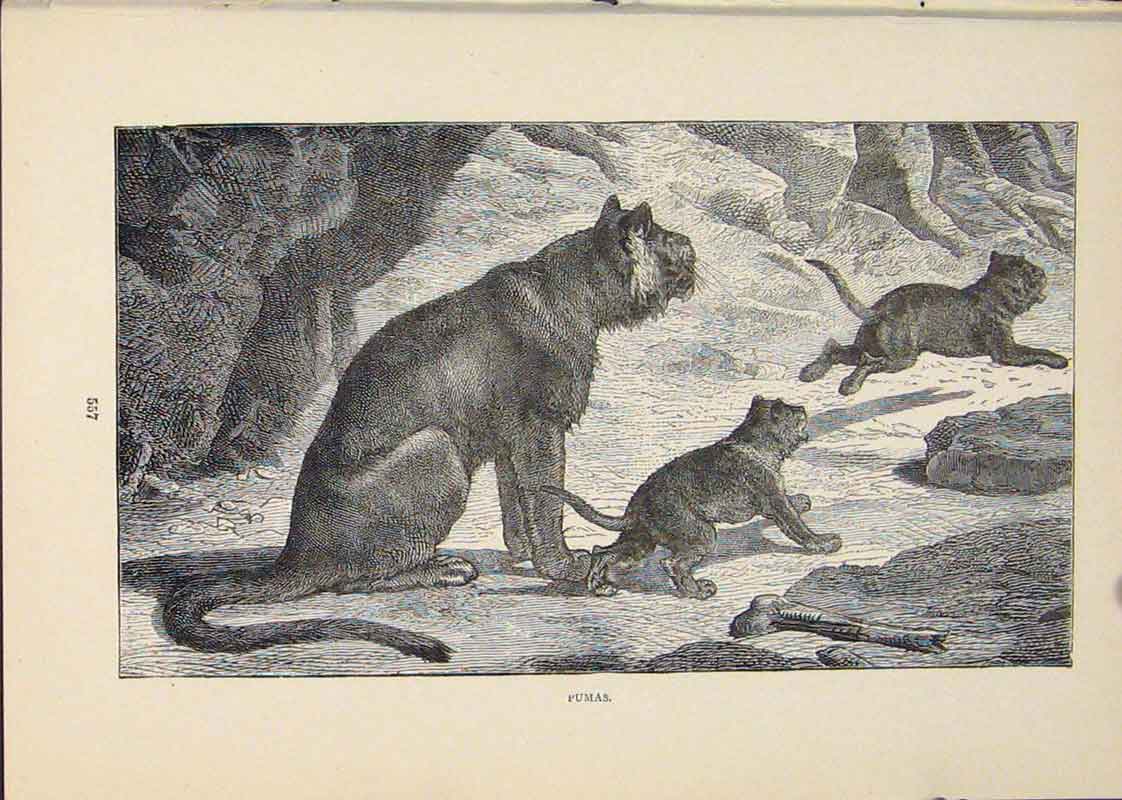 Original Old Antique Print Puma Pumas Cat Cats Animal Animals