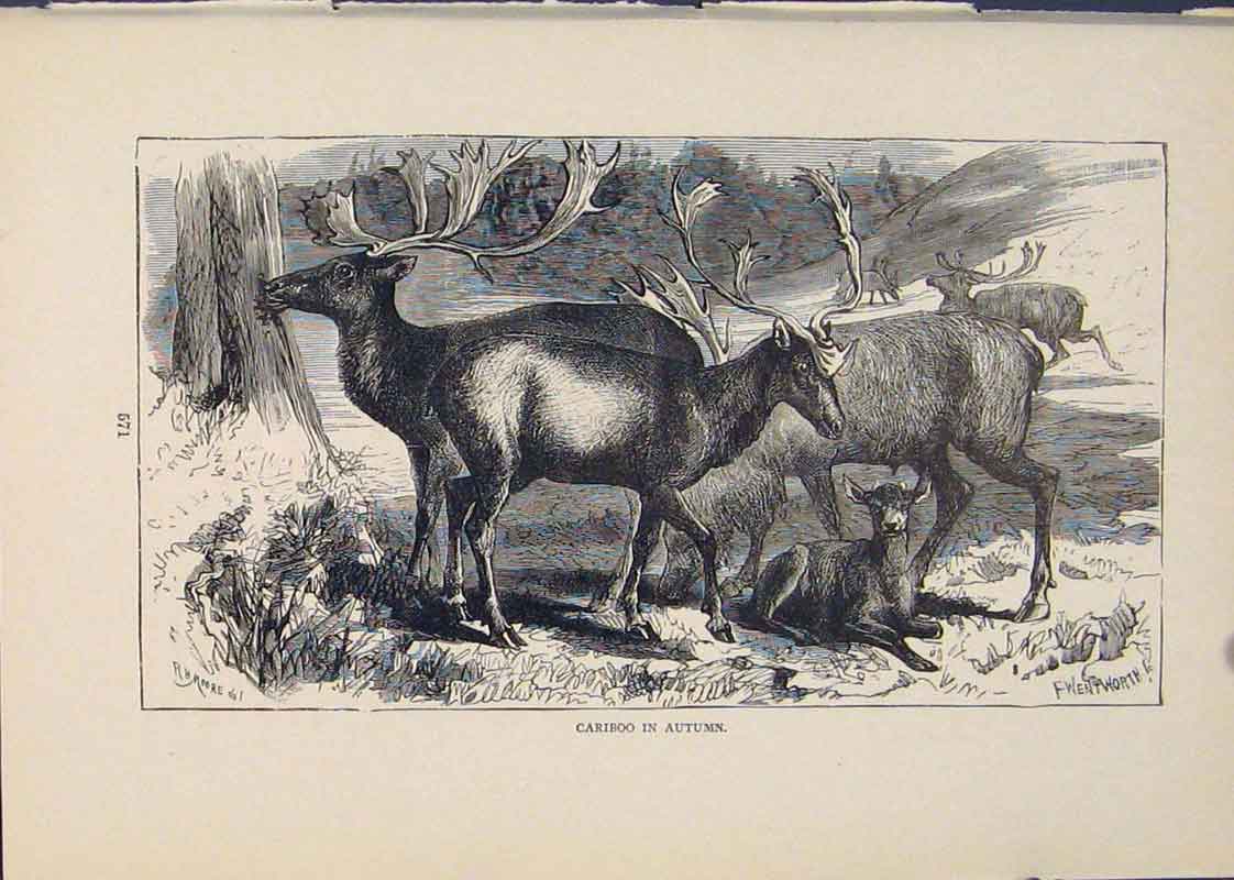 Original Old Antique Print Cariboo Autumn Buck Bucks Animal Animals Bucks