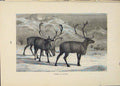 Original Old Antique Print Cariboo Winter Buck Bucks Animal Animals