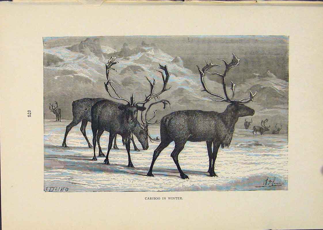 Original Old Antique Print Cariboo Winter Buck Bucks Animal Animals