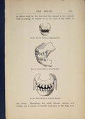Original Old Antique Print Teeth Dog Dogs Puppy Puppys Tooth Art 19th