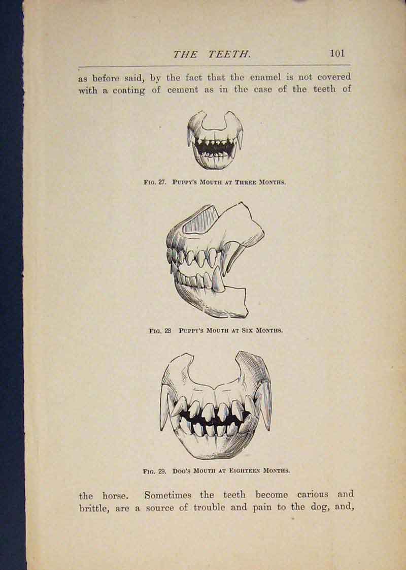 Original Old Antique Print Teeth Dog Dogs Puppy Puppys Tooth Art 19th