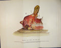 Original Old Antique Print Muscle Muscle Dog Ear Dogs Ears Biology Color 20th