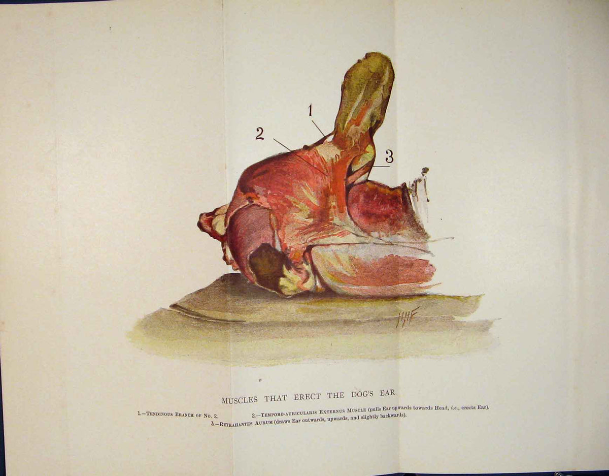 Original Old Antique Print Muscle Muscle Dog Ear Dogs Ears Biology Color 20th