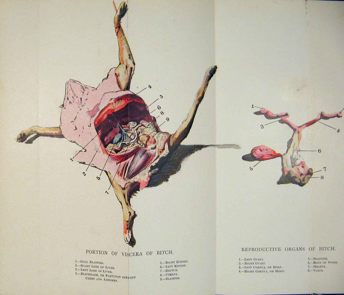 Original Old Antique Print Viscera Bitch Dog Dogs Reproductive Organ