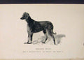 Original Old Antique Print Barukhzy Hound Hounds Dog Dogs Art