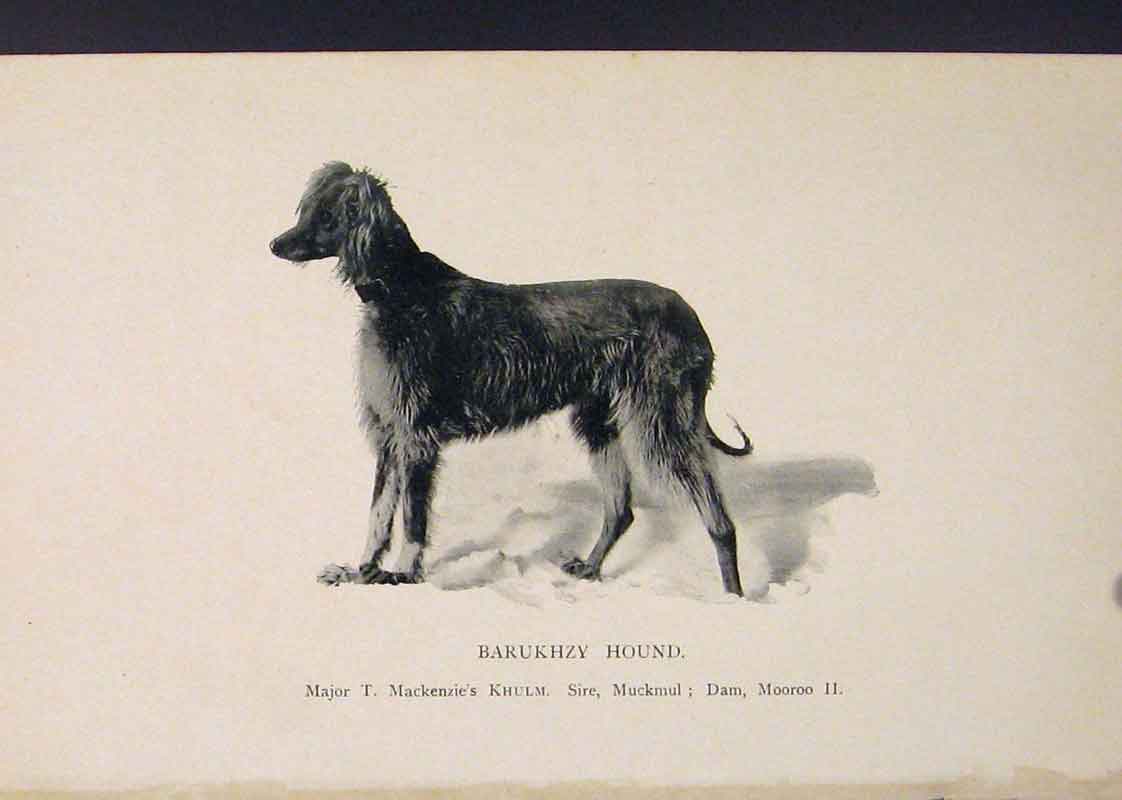 Original Old Antique Print Barukhzy Hound Hounds Dog Dogs Art