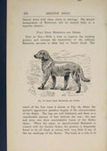 Original Old Antique Print British Dog Dogs Retriever Setter Retrievers