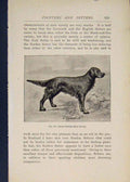 Original Old Antique Print Pointer Pointers Dog Dogs Irish Setter