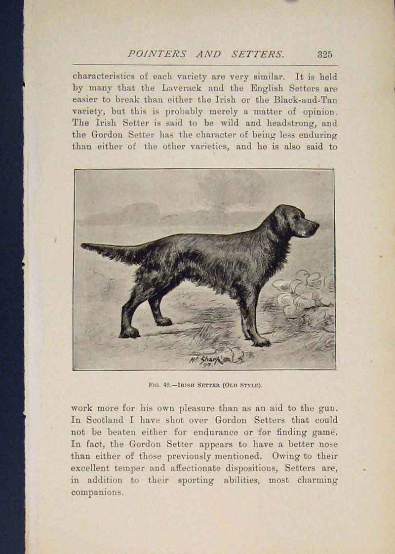 Original Old Antique Print Pointer Pointers Dog Dogs Irish Setter