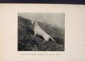 Original Old Antique Print Pointer Winding Crouse Dog Dogs Hound Hounds