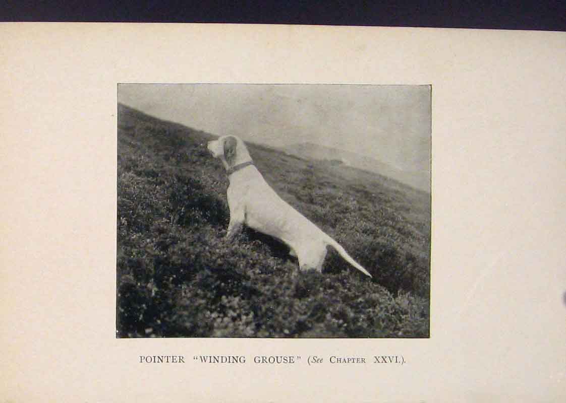 Original Old Antique Print Pointer Winding Crouse Dog Dogs Hound Hounds