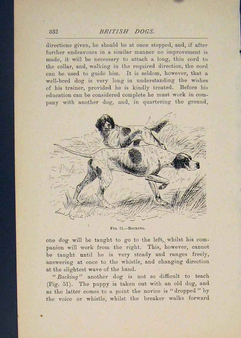 Original Old Antique Print British Dog Dogs Backing Hunting Art