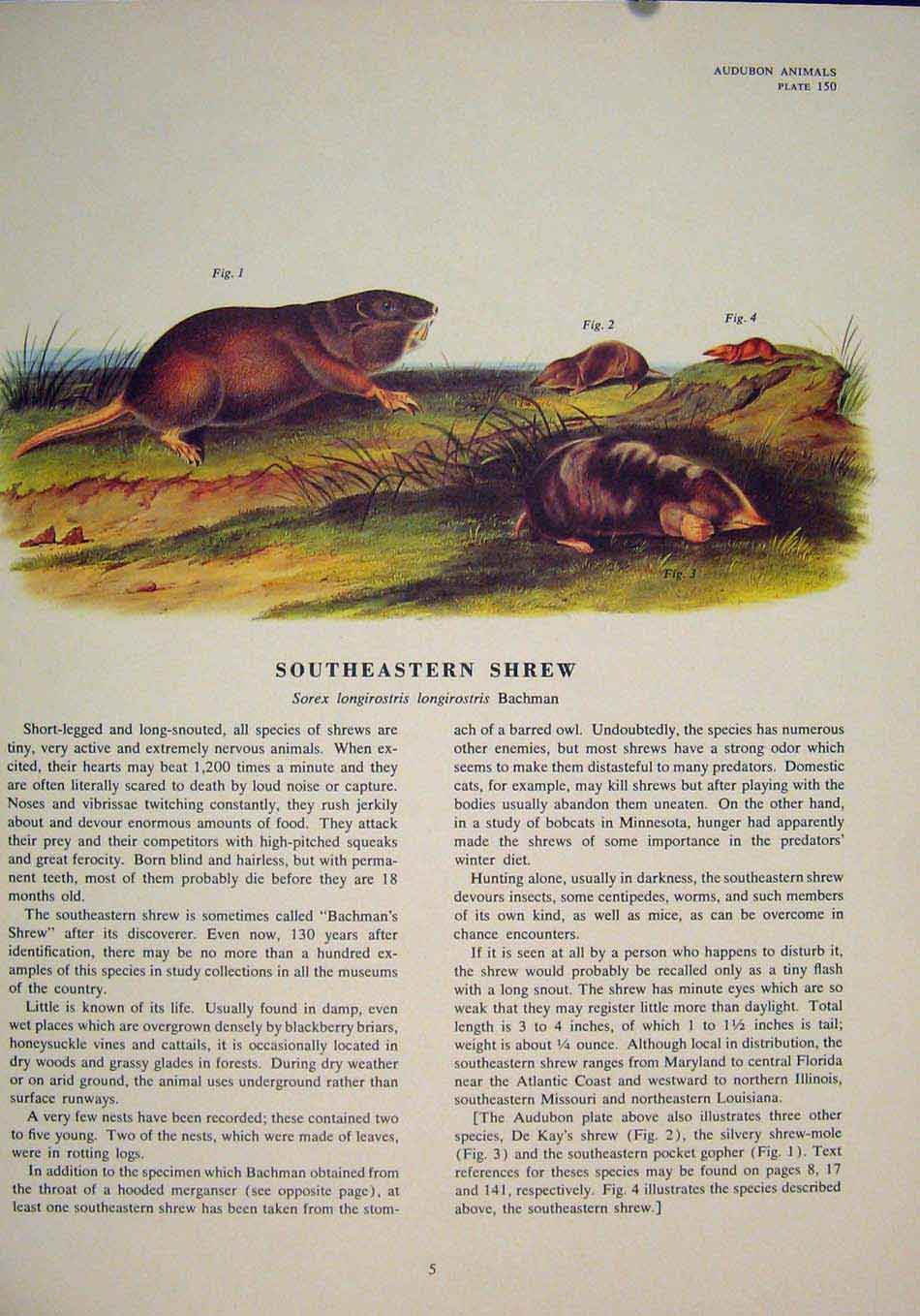 Original Old Antique Print Southeastern Rat Rats Shrew Mouse Rodent