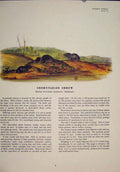 Original Old Antique Print Short Tailed Rat Rats Shrew Mouse Rodent