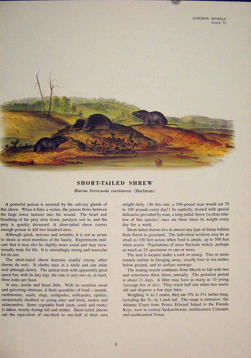 Original Old Antique Print Short Tailed Rat Rats Shrew Mouse Rodent