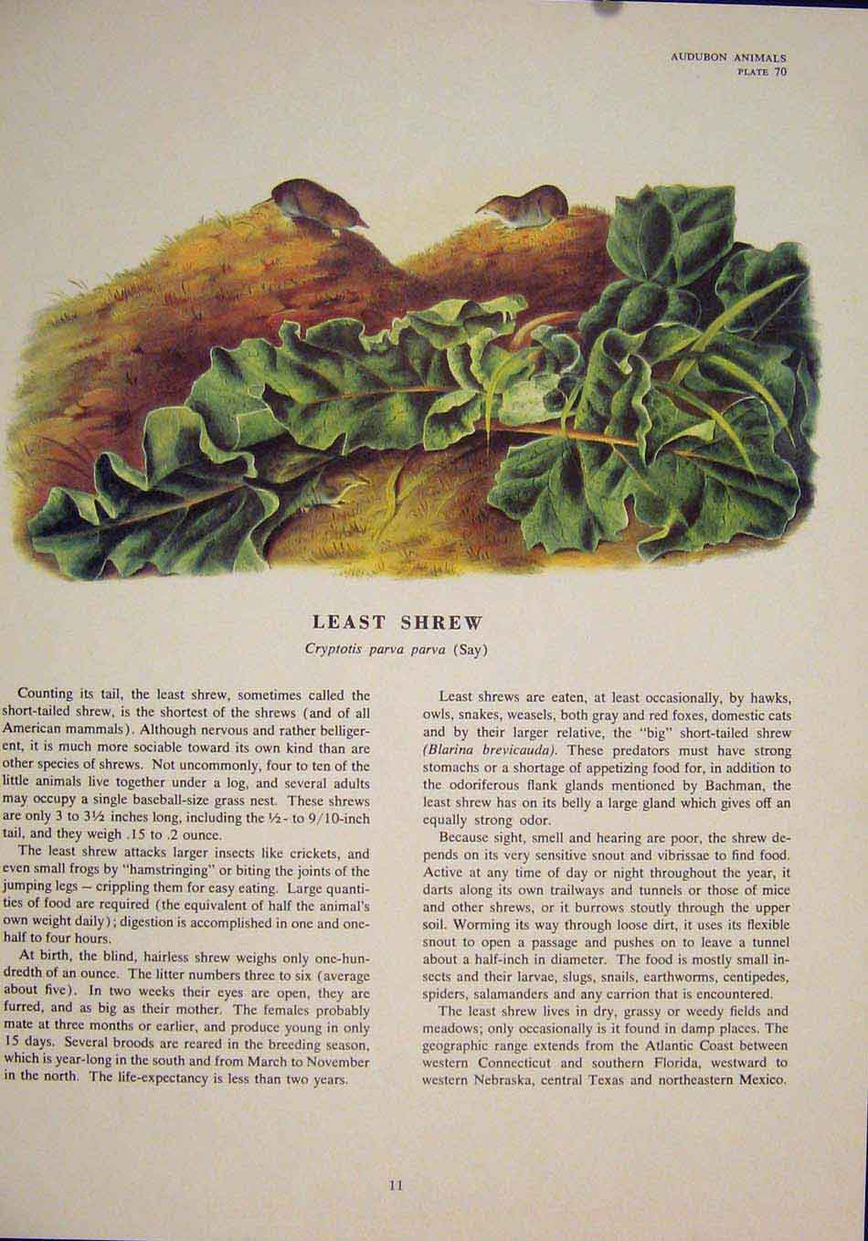 Original Old Vintage Print Least Rat Rats Shrew Mouse Rodent Color C1968 20th