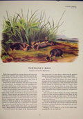 Original Old Antique Print Townsend Mole Rat Rats Shrew Mouse Rodent Color
