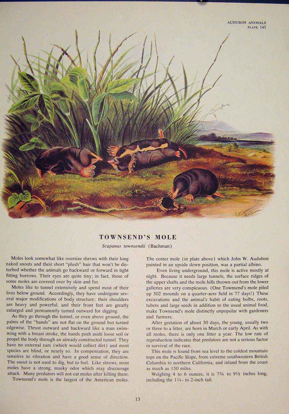 Original Old Antique Print Townsend Mole Rat Rats Shrew Mouse Rodent Color