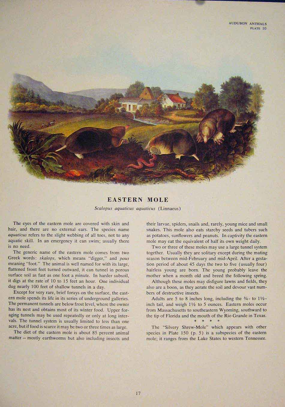 Original Old Antique Print Eastern Mole Rat Rats Shrew Mouse Rodent Color