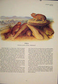 Original Old Vintage Print Pika Rat Rats Shrew Mouse Rodent Color C1968 20th