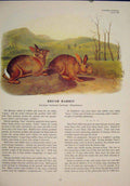 Original Old Antique Print Bush Rabbit Rabbits Rat Rats Shrew Rodent Color