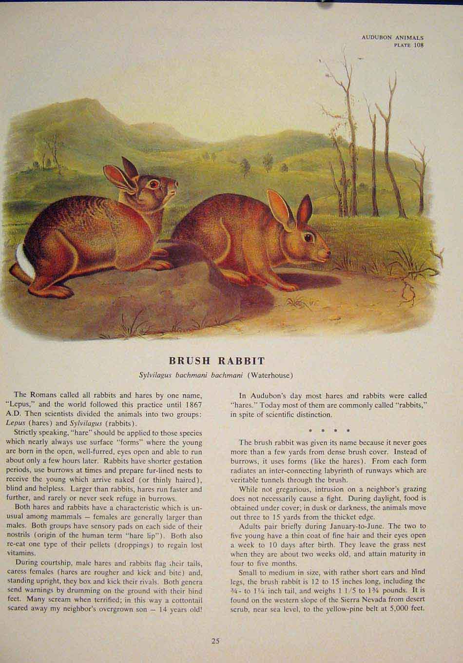 Original Old Antique Print Bush Rabbit Rabbits Rat Rats Shrew Rodent Color