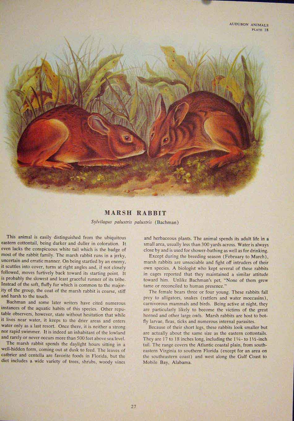 Original Old Antique Print Marsh Rabbit Rabbits Rat Rats Shrew Rodent Color