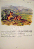Original Old Antique Print Nuttalls Cottontail Rabbit Rabbits Bunny Color