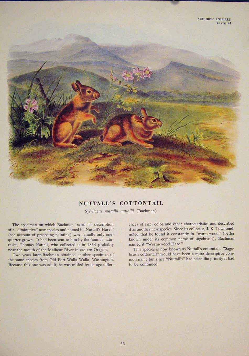 Original Old Antique Print Nuttalls Cottontail Rabbit Rabbits Bunny Color