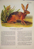 Original Old Antique Print Black Tailed Jack Rabbit Rabbits Color