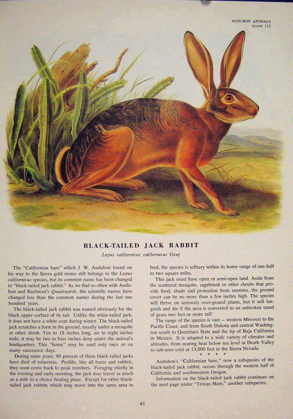Original Old Antique Print Black Tailed Jack Rabbit Rabbits Color