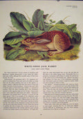 Original Old Antique Print White Sided Jack Rabbit Rabbits Color Art