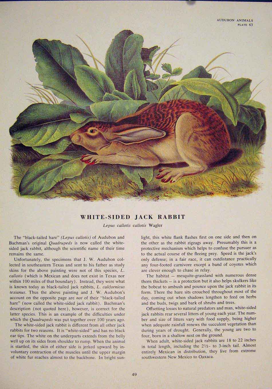 Original Old Antique Print White Sided Jack Rabbit Rabbits Color Art