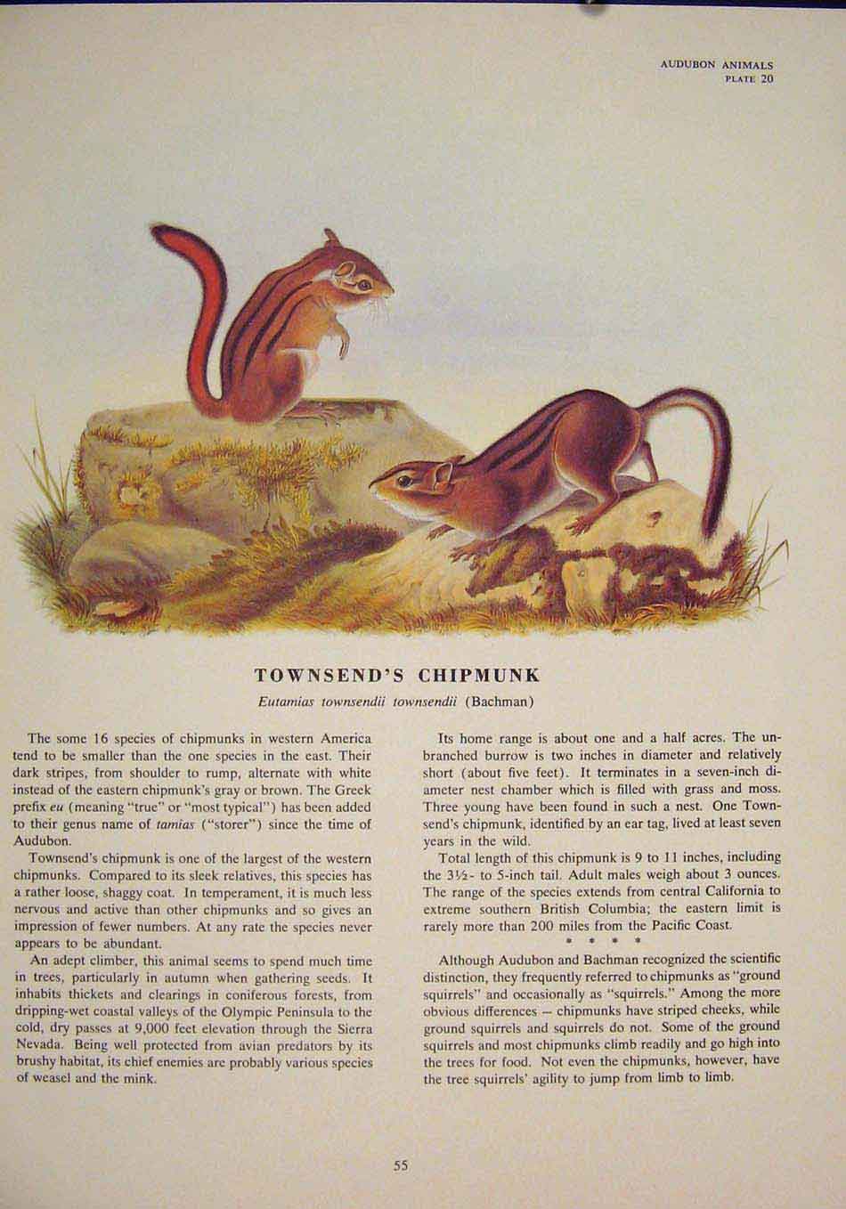 Original Old Antique Print Townsends Chipmunk Rat Rats Rodent Color