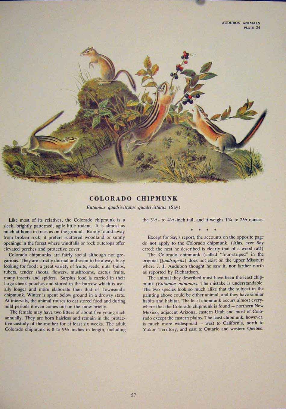 Original Old Antique Print Colorado Chipmunk Rat Rats Rodent Color